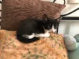 Lui