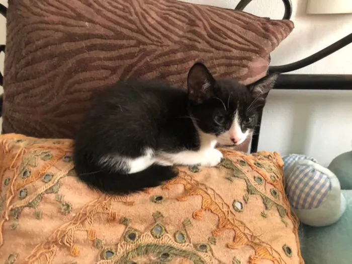 Gato ra a Sem raça definida idade 2 a 6 meses nome Lui