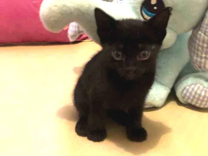 Gato ra a Sem raça definida idade 2 a 6 meses nome Nino