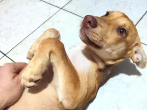 Cachorro raça Srd idade 2 a 6 meses nome Mel
