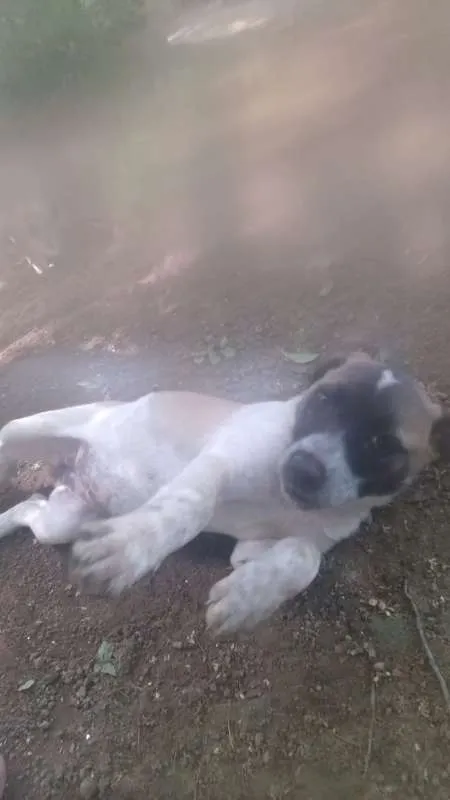 Cachorro raça srd idade 2 a 6 meses nome Filhoes cão