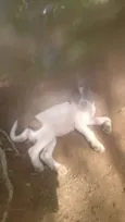 Filhoes cão