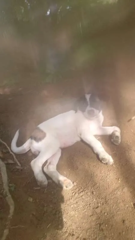 Cachorro raça srd idade 2 a 6 meses nome Filhoes cão