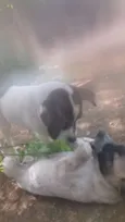Filhoes cão