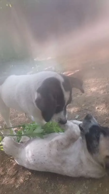 Cachorro raça srd idade 2 a 6 meses nome Filhoes cão