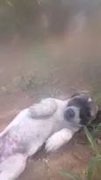 Filhoes cão