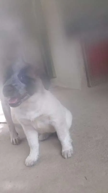Cachorro raça srd idade 2 a 6 meses nome Filhoes cão