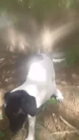 Filhoes cão