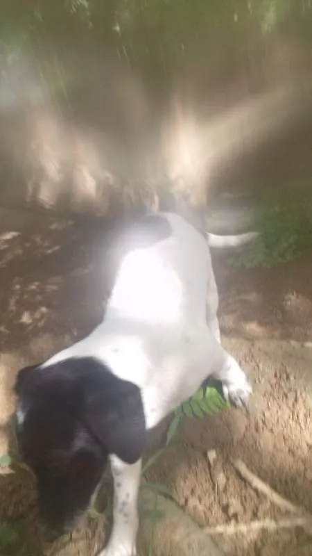 Cachorro raça srd idade 2 a 6 meses nome Filhoes cão