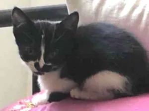 Gato raça Sem raça definida  idade 2 a 6 meses nome Babi