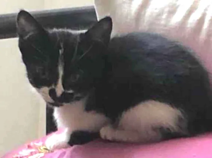 Gato ra a Sem raça definida  idade 2 a 6 meses nome Babi
