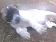 Filhoes cão