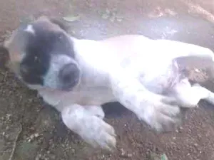 Cachorro raça srd idade 2 a 6 meses nome Filhoes cão