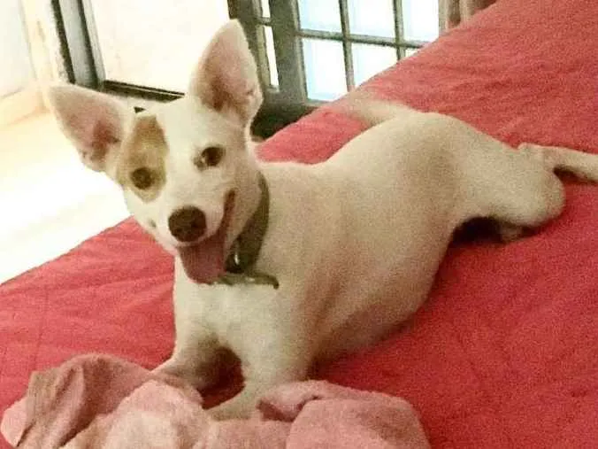 Cachorro ra a srd idade 2 anos nome Sem nome