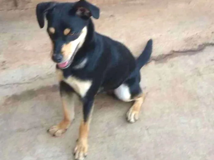 Cachorro ra a SRD idade 1 ano nome Nina B.