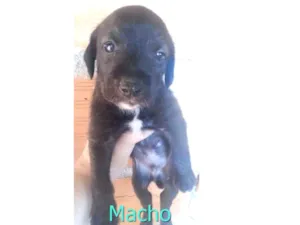 Cachorro raça SRD idade Abaixo de 2 meses nome Sem Nomes