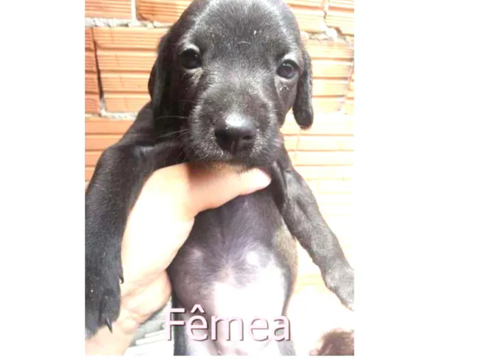 Cachorro ra a SRD idade Abaixo de 2 meses nome Sem Nomes