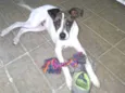 BOLT