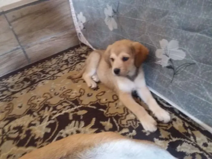 Cachorro ra a Labrador  idade 2 a 6 meses nome Boby