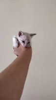 Pretinha
