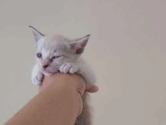 Gato ra a SRD idade Abaixo de 2 meses nome Pretinha