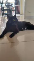 Pretinha
