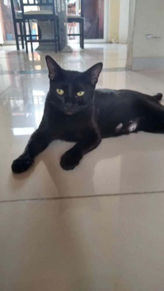 Gato ra a SRD idade Abaixo de 2 meses nome Pretinha