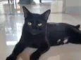 Pretinha