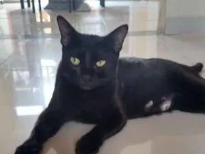 Gato raça SRD idade Abaixo de 2 meses nome Pretinha