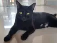 Pretinha