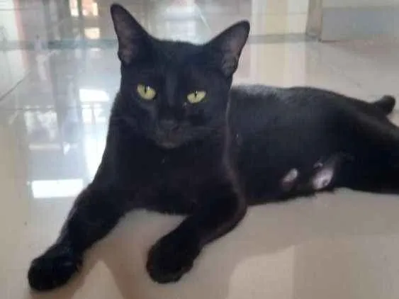 Gato ra a SRD idade Abaixo de 2 meses nome Pretinha