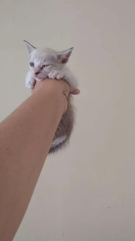 Gato ra a SRD idade Abaixo de 2 meses nome Vc pode escolher o n