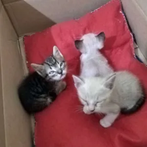 Gato raça SRD idade Abaixo de 2 meses nome Vc pode escolher o n