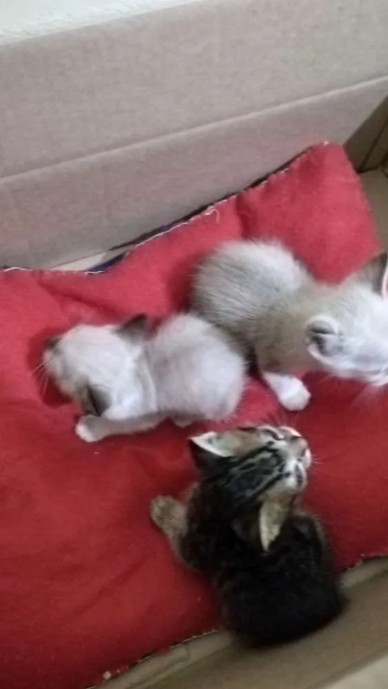Gato ra a SRD idade Abaixo de 2 meses nome Vc pode escolher o n