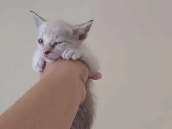 Gato ra a SRD idade Abaixo de 2 meses nome Vc pode escolher o n