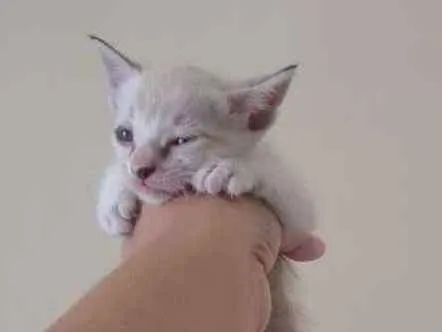 Gato ra a SRD idade Abaixo de 2 meses nome Vc pode escolher o n