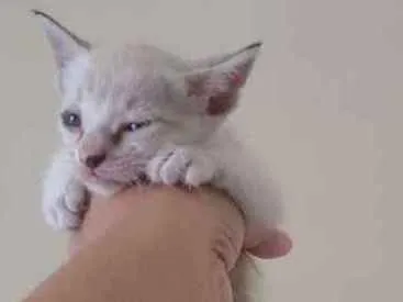 Gato ra a SRD idade Abaixo de 2 meses nome Vc pode escolher o n