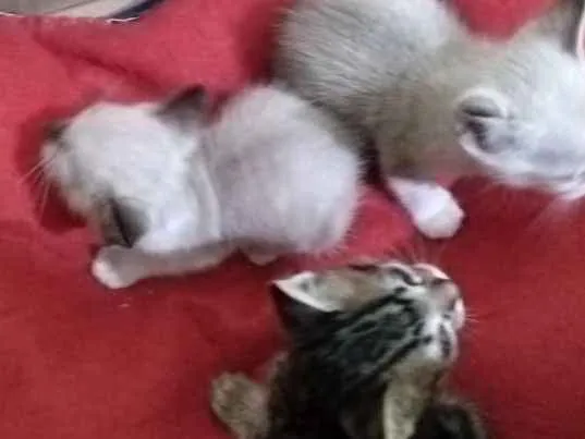 Gato ra a SRD idade Abaixo de 2 meses nome Vc pode escolher o n