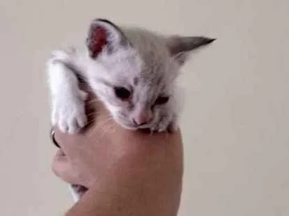 Gato ra a SRD idade Abaixo de 2 meses nome Vc pode escolher o n