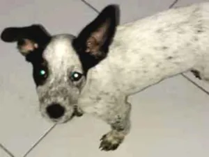 Cachorro raça Blue Heeler com beagle idade 2 a 6 meses nome Floquinho 