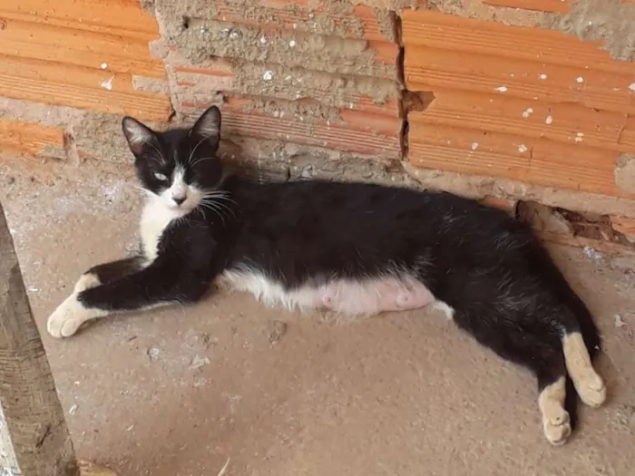 Gato raça Não sei idade Abaixo de 2 meses nome Não tem nome