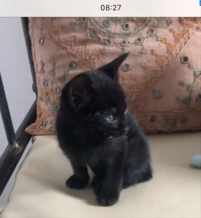 Gato ra a Sem raça definida idade 2 a 6 meses nome Nino