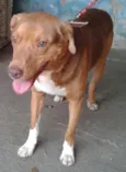 Otto