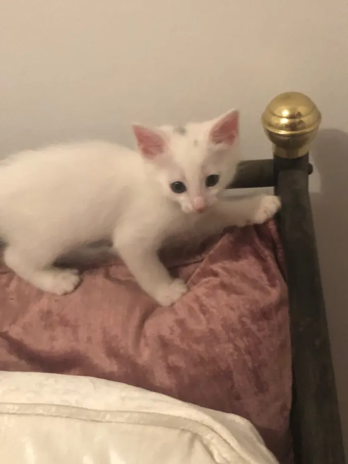 Gato ra a Sem raça definida  idade 2 a 6 meses nome Nuno