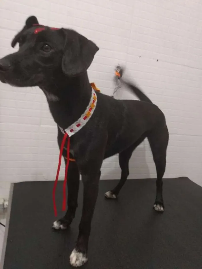 Cachorro ra a Sem raça definida idade 7 a 11 meses nome Catarina