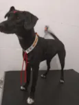 Catarina