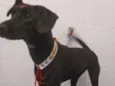 Catarina