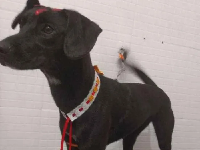 Cachorro ra a Sem raça definida idade 7 a 11 meses nome Catarina