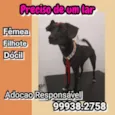 Catarina