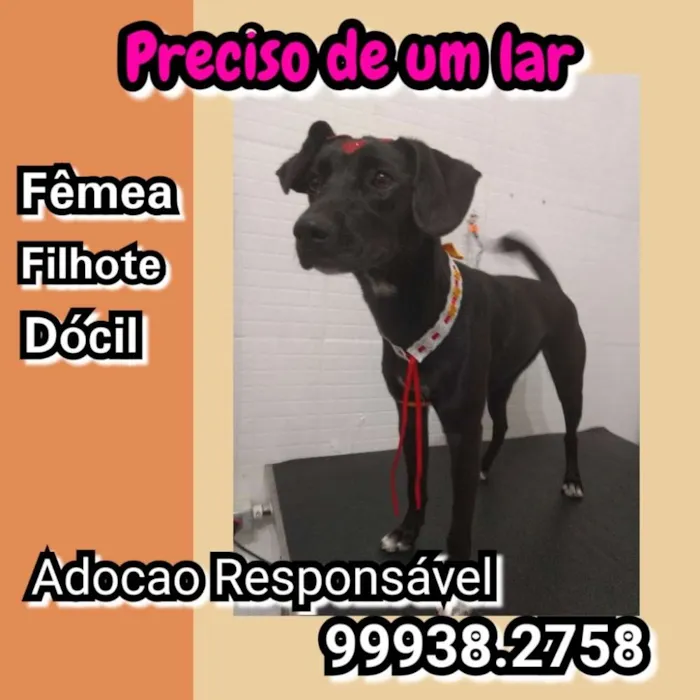 Cachorro ra a Sem raça definida idade 7 a 11 meses nome Catarina